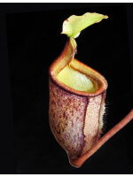 Nepenthes palawanensis - 3200