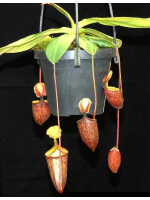 Nepenthes palawanensis - 3201