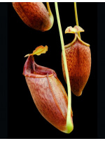 Nepenthes Mira BE-3979 - 3214
