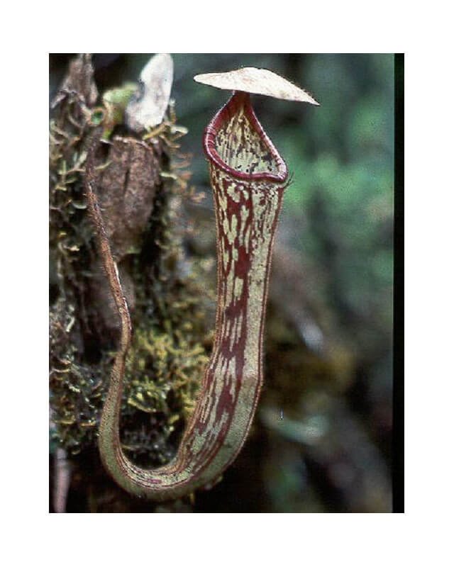 Nepenthes stenophylla: BE-3905