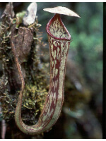 Nepenthes stenophylla: BE-3905 - 3215