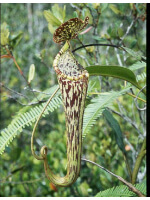 Nepenthes stenophylla: BE-3905 - 3216