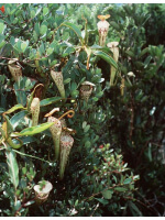 Nepenthes stenophylla: BE-3905 - 3217