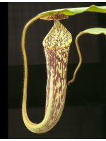 Nepenthes stenophylla: BE-3905 - 3218