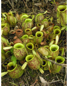 Nepenthes ampullaria –...