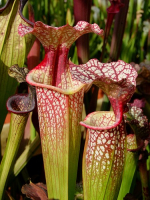 S.x Moorei -- ‘’Elizabeth Aydon’’, (H193,MK)