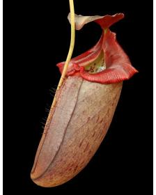 Nepenthes robcantleyi x tenuis
