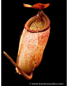 Nepenthes merrilliana -- clones assortis BE-4571