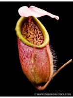 Nepenthes merrilliana -- clones assortis BE-3727 - 3240