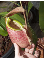 Nepenthes merrilliana -- clones assortis BE-3727 - 3242