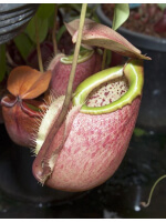 Nepenthes merrilliana -- clones assortis BE-3727 - 3243