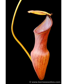 Nepenthes pervillei BE