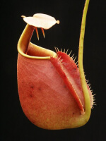 Nepenthes bicalcarata BE-3031 - 3246