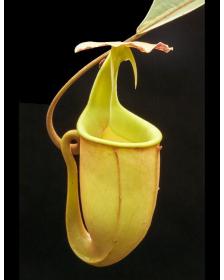 Nepenthes bicalcarata BE-3031