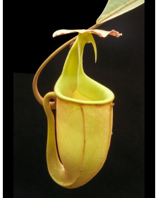 Nepenthes bicalcarata BE