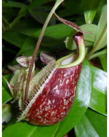 Nepenthes rafflesiana BE