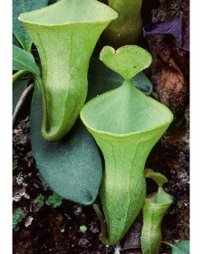 Nepenthes campanulata