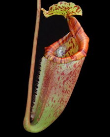 Nepenthes burbidgeae x mira
