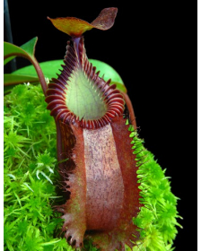 Nepenthes villosa x hamata