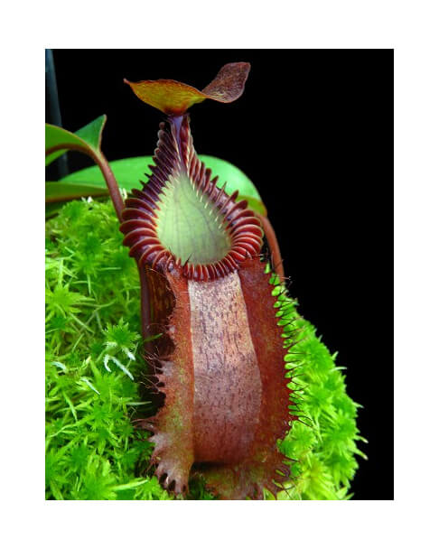 Nepenthes villosa x hamata - selected clone BE-4099