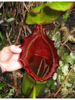 Nepenthes rajah x lowii BE-4502 - 3273