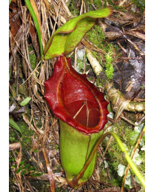 Nepenthes rajah x lowii