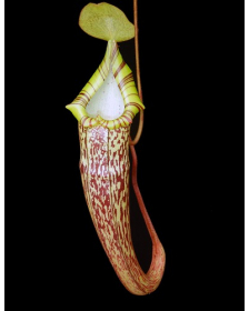 Nepenthes spectabilis x platychila BE-3760