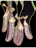 Nepenthes spectabilis x platychila BE-3760 - 3281
