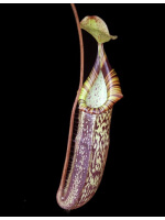 Nepenthes spectabilis x platychila BE-3760 - 3282