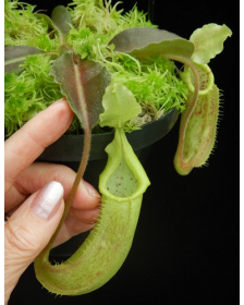 Nepenthes maxima weavy leaf