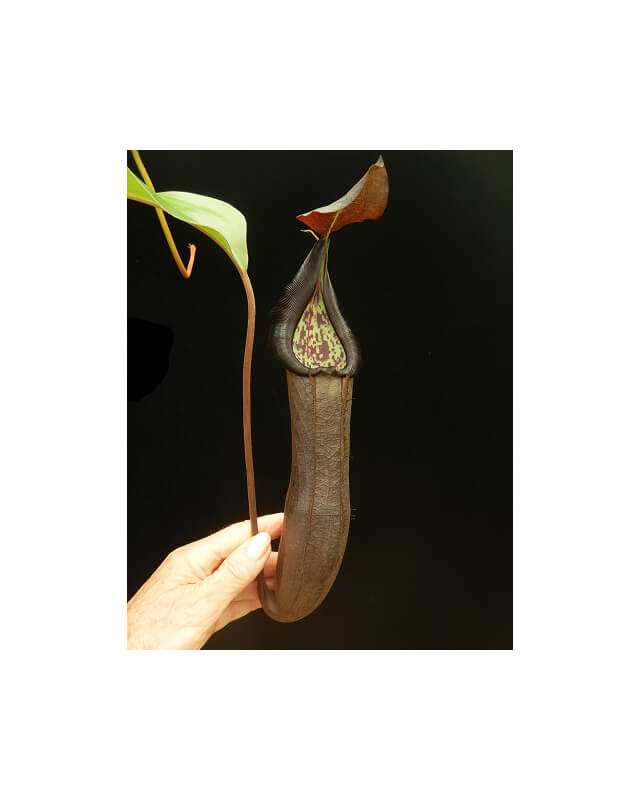 Nepenthes ramispina x robcantleyi best two selected clones: BE-3939