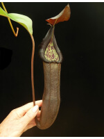 Nepenthes ramispina x robcantleyi best two selected clones: BE-3939 - 3327