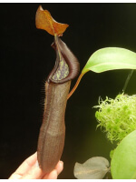 Nepenthes ramispina x robcantleyi best two selected clones: BE-3939 - 3328