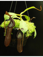 Nepenthes ramispina x robcantleyi best two selected clones: BE-3939 - 3329