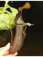 Nepenthes ramispina x robcantleyi best two selected clones: BE-3939 - 3331
