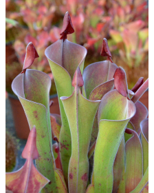 Heliamphora parva