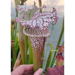 SL61 S. leucophylla -- red stripe throat x SL25 S. leucophylla -- pink lip, Appalachicola cl2-Hybrides Cédric Carnivore's