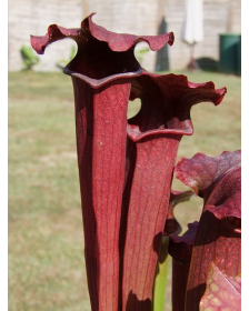 S. x 'Evendine'