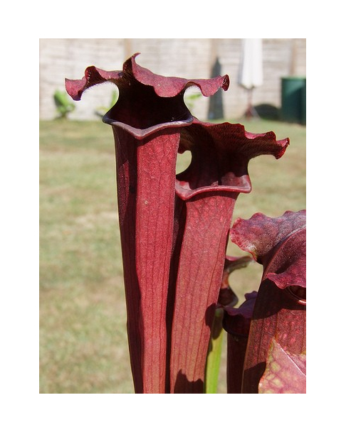 S. x 'Evendine'