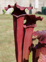 S. x 'Evendine'