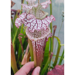 SL61 S. leucophylla -- red stripe throat x SL25 S. leucophylla -- pink lip, Appalachicola cl2-Hybrides Cédric Carnivore's
