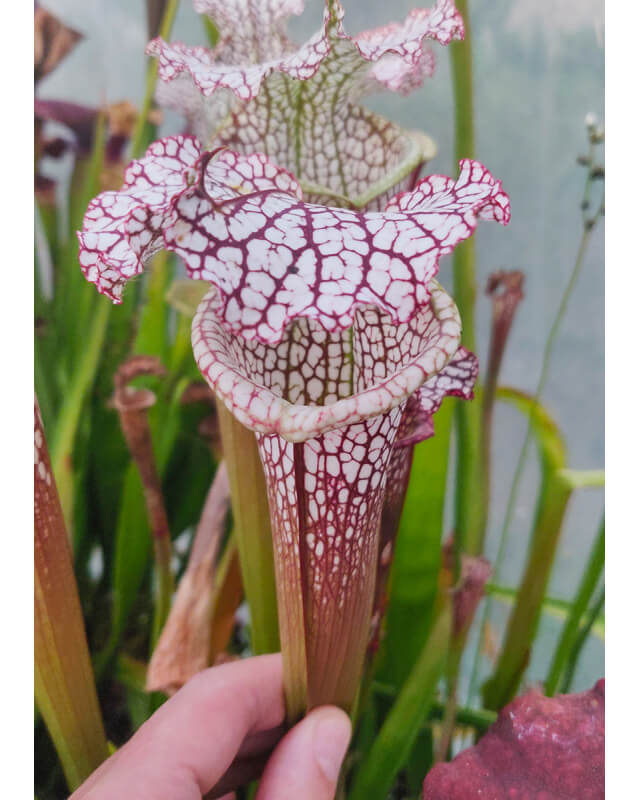 Leucophylla - Sx 56A  (L57 `Burgundy’) x (Cronus- Titan) clone A-Hybrides Cédric Carnivore's