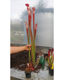 SL26 S. leucophylla -- red...