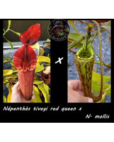 Népenthès tiveyi red queen...