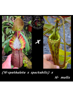 Népenthès (N. spathulata x...