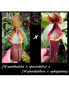 Népenthès (N.spathulata x...