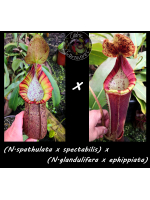 Népenthès (N.spathulata x...