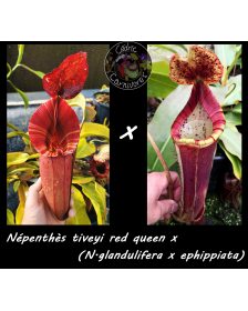 Nepenthes tiveyi red queen...