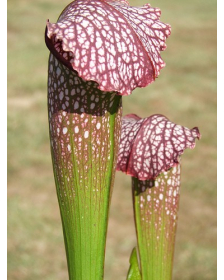 S. x excellens (leucophylla x minor var. okefenokeensis)
