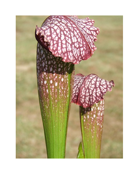 S. x excellens (leucophylla x minor var. okefenokeensis)